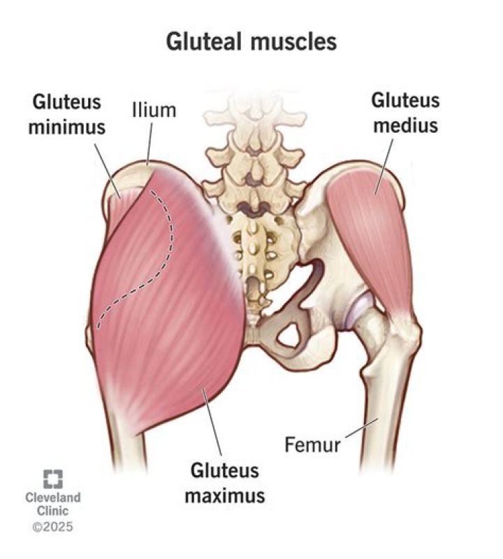 What are your glutes muscles?