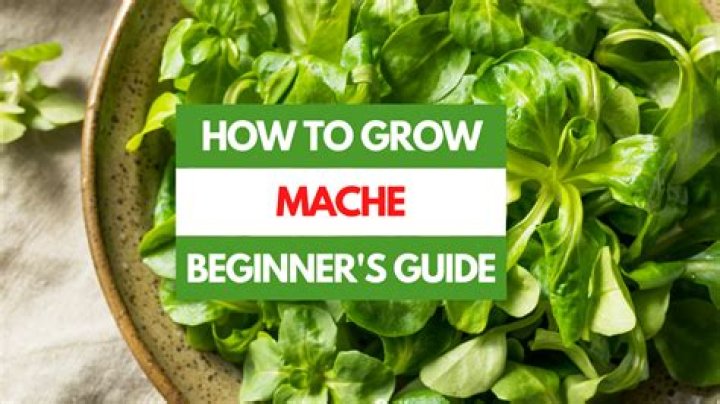 What is mache called in English?