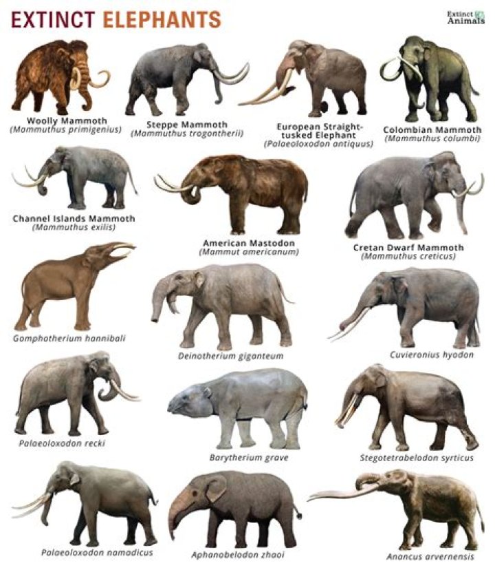 Why the elephants are in danger of extinction?